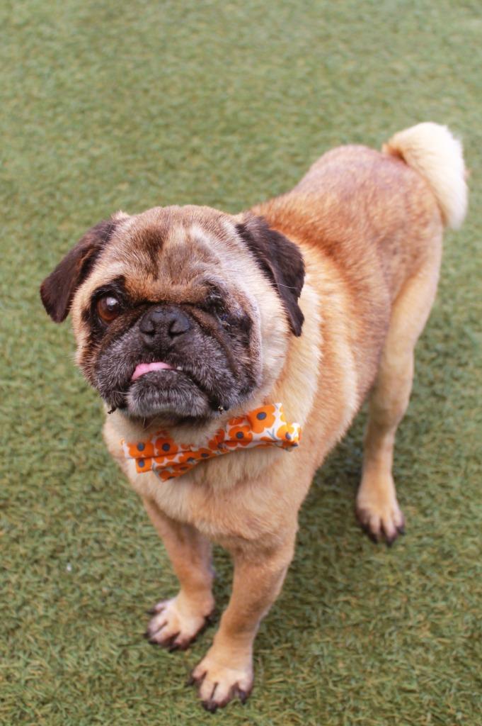 Ian, a Adoptable Pug in Gardena, CA image 4/6