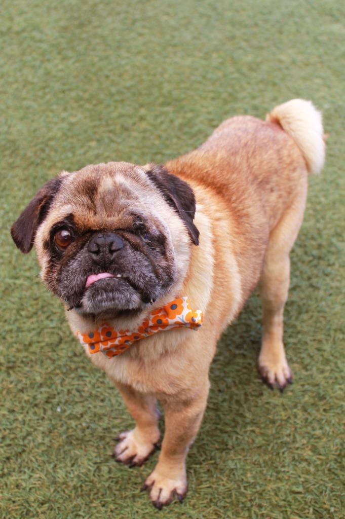Ian, a Adoptable Pug in Gardena, CA image 5/6