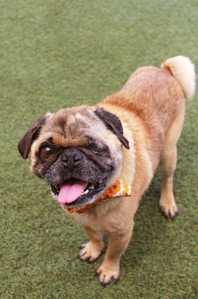 Ian, a Adoptable Pug in Gardena, CA image 6/6