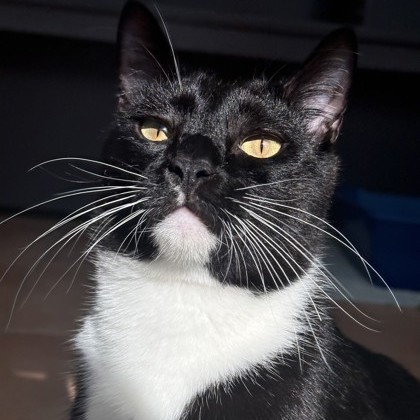 Peppercorn