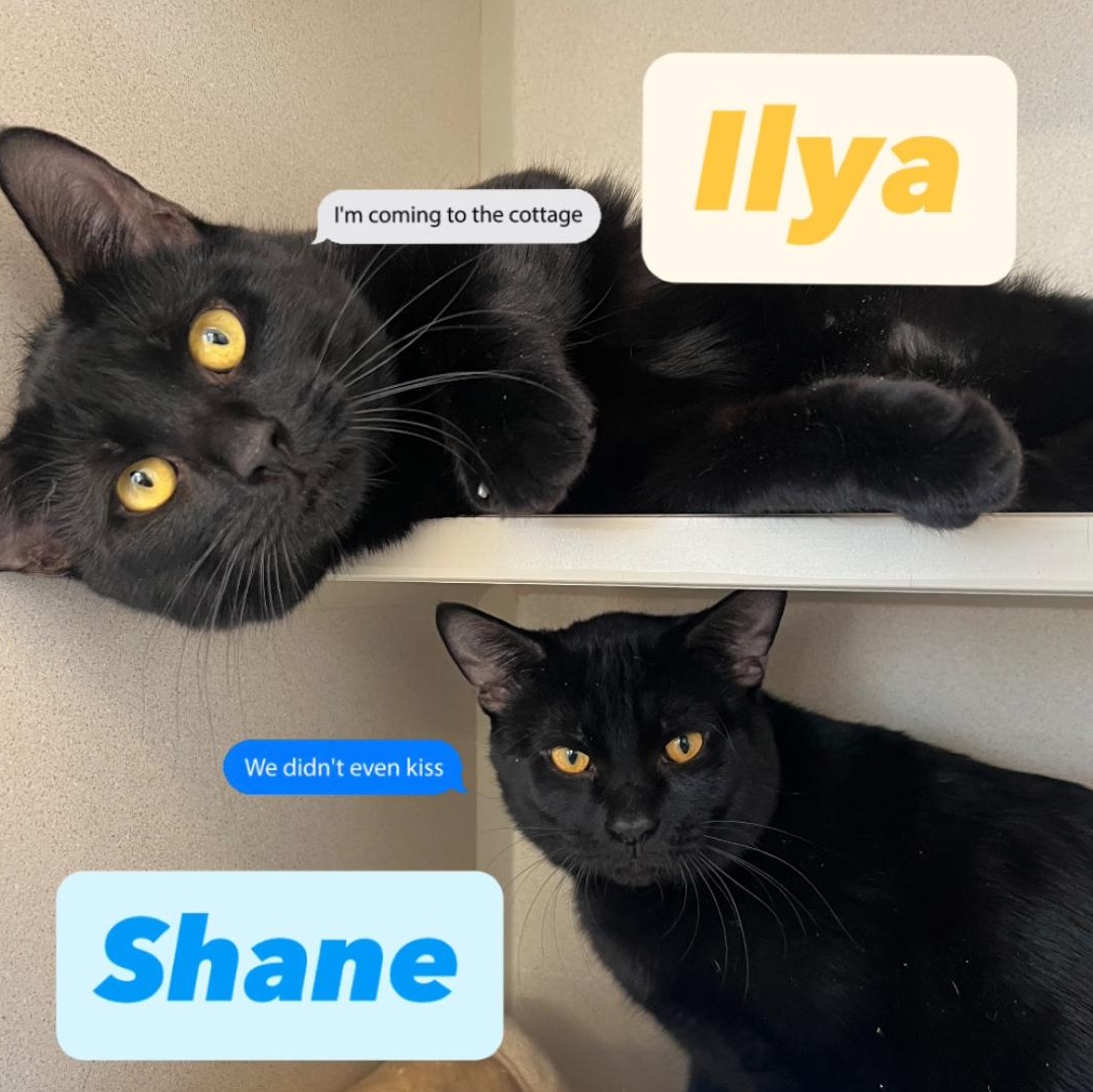 Shane & Ilya, ADOPTABLE, Adult Male Domestic Short Hair.