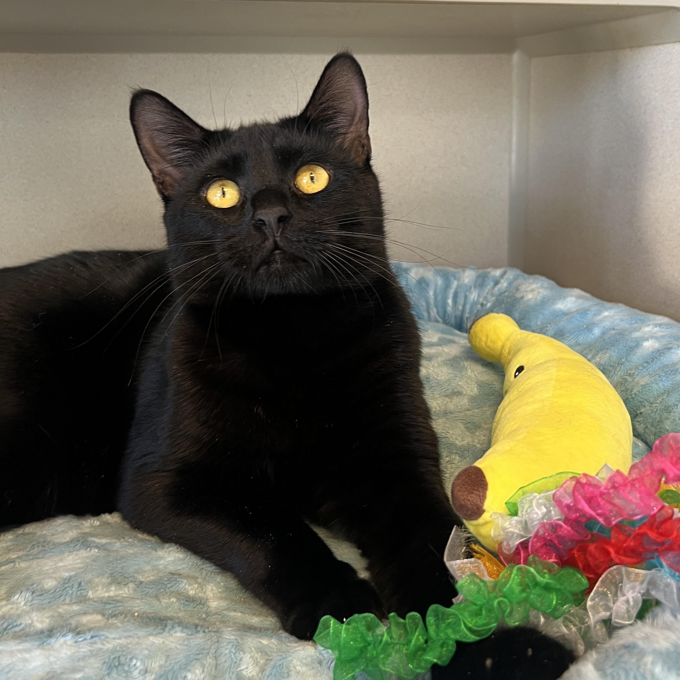 Enlarge Shane & Ilya, a ADOPTABLE Domestic Short Hair in Eatontown, NJ image 2/6