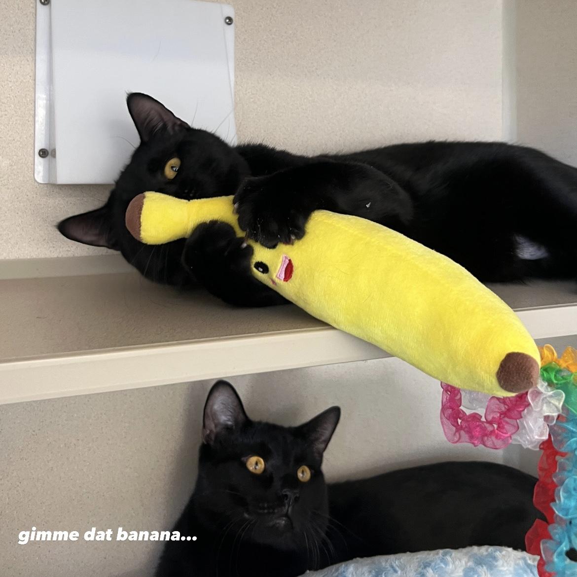 Enlarge Shane & Ilya, a ADOPTABLE Domestic Short Hair in Eatontown, NJ image 4/6