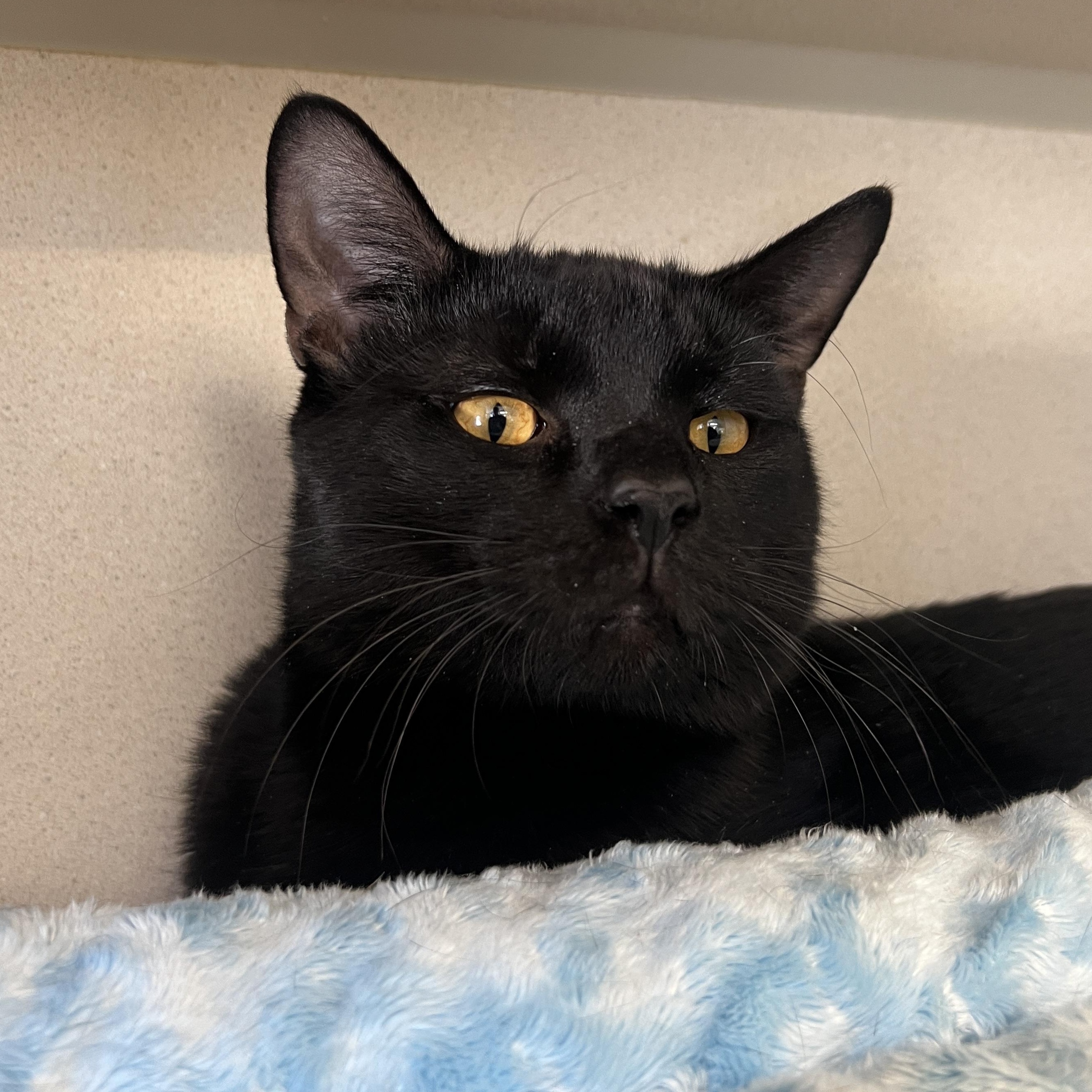 Enlarge Shane & Ilya, a ADOPTABLE Domestic Short Hair in Eatontown, NJ image 3/6