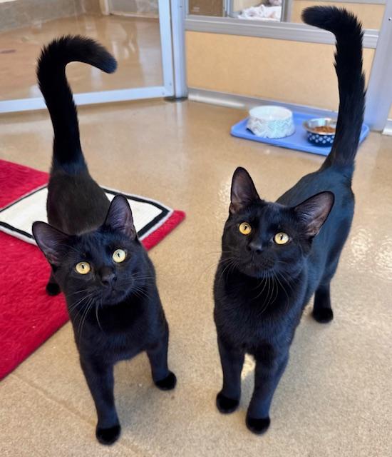 Enlarge Shane & Ilya, an adopted Domestic Short Hair in Eatontown, NJ image 1/6