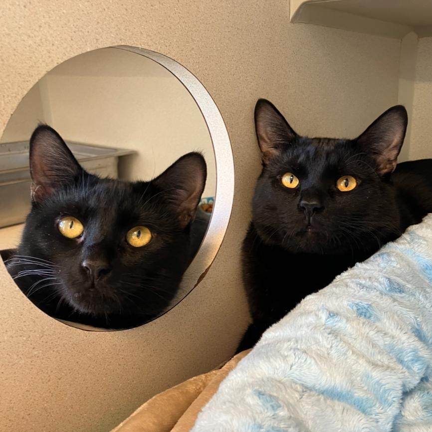 Enlarge Shane & Ilya, a ADOPTABLE Domestic Short Hair in Eatontown, NJ image 5/6