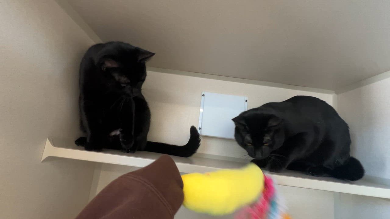 Enlarge Shane & Ilya, a ADOPTABLE Domestic Short Hair in Eatontown, NJ video 6/6