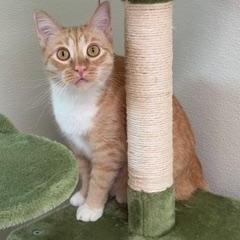 Enlarge Mittens, a ADOPTABLE mixed breed in Spring Valley, CA image 1/1