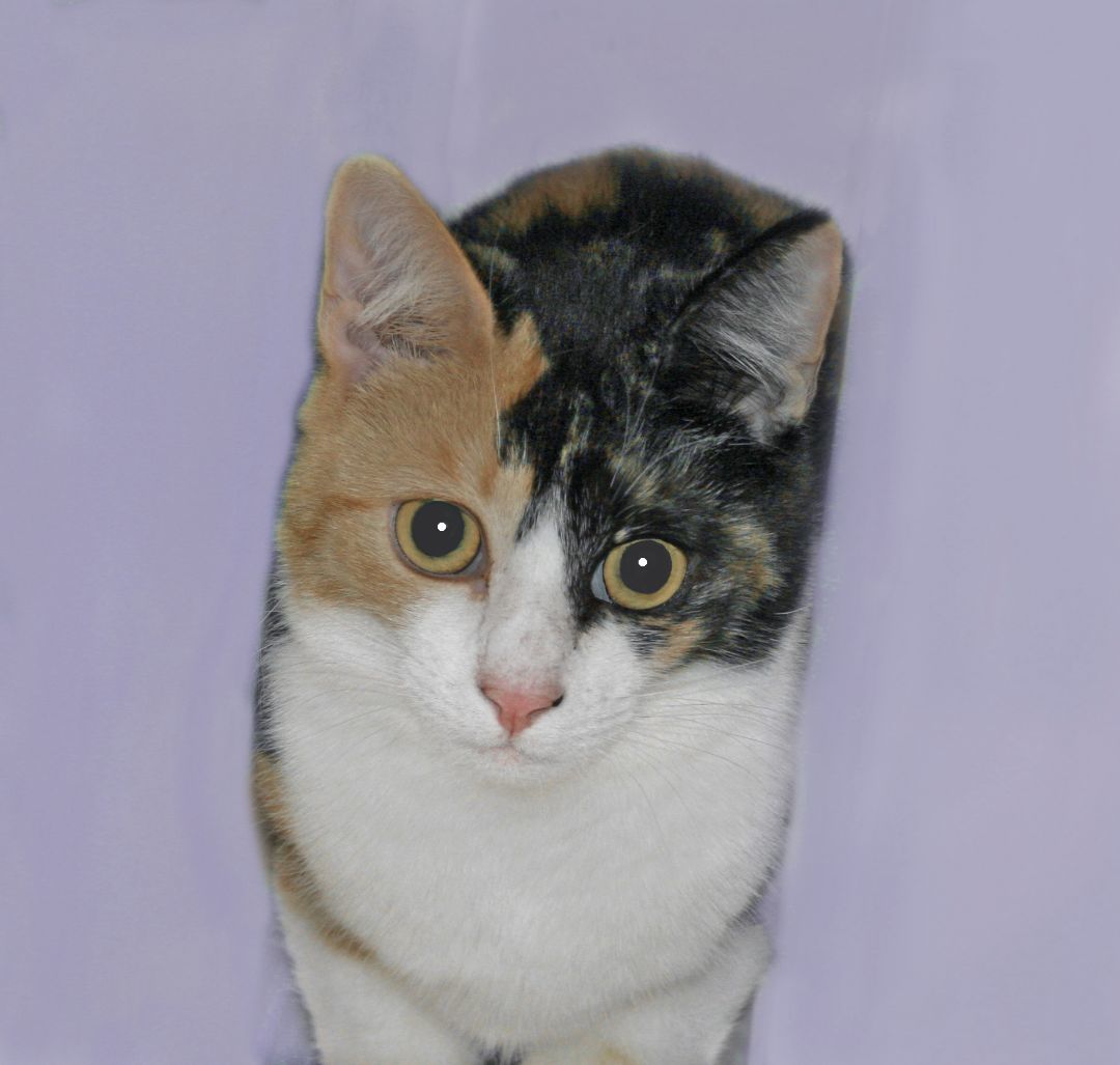 Dotti, a Adoptable mixed breed in Victoria, MN image 1/2