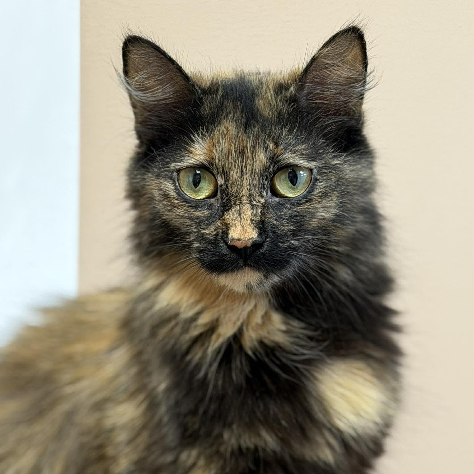 Dolly, adopted, Young Female Domestic Short Hair.