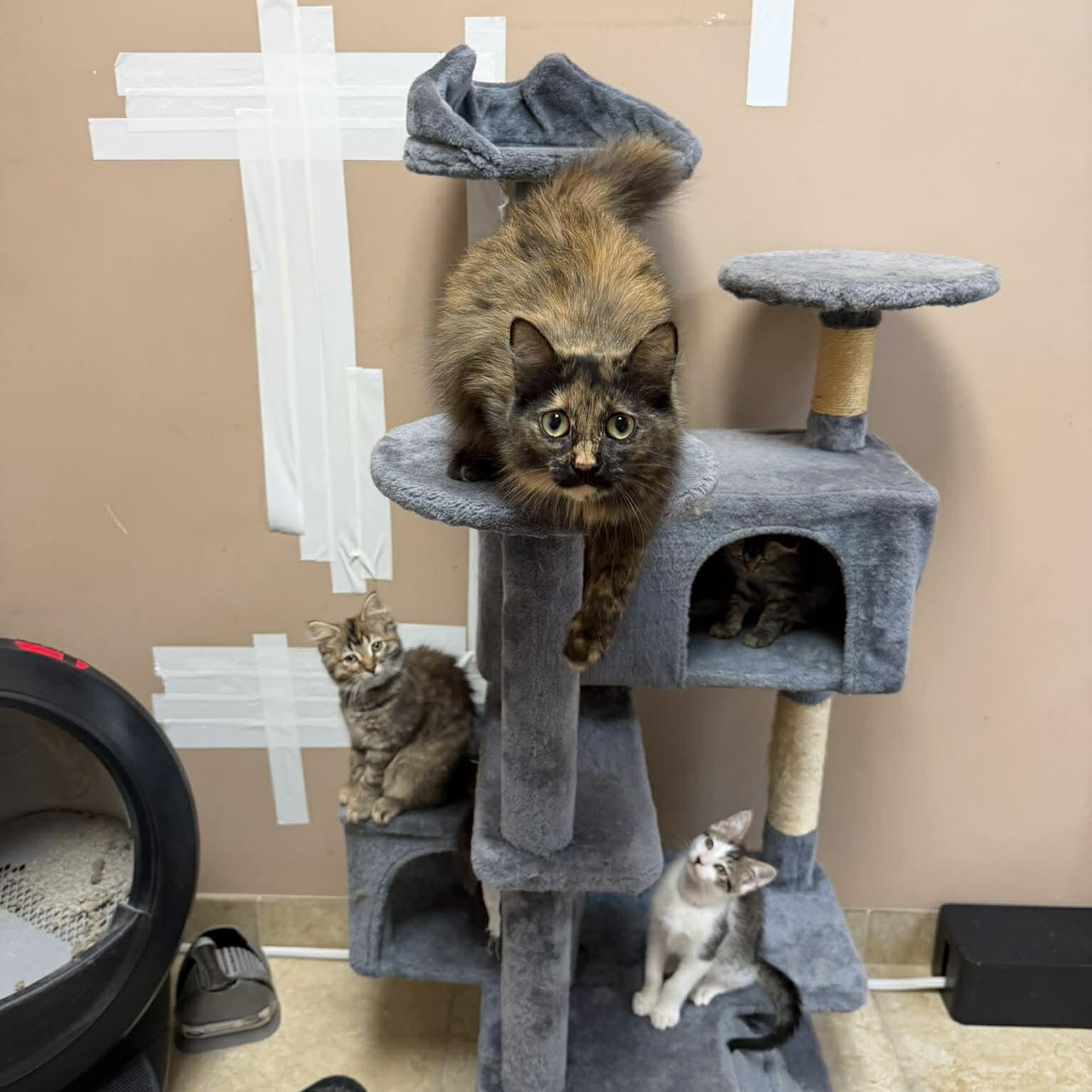 Dolly, an adopted Domestic Short Hair in Rochester, NY image 3/4