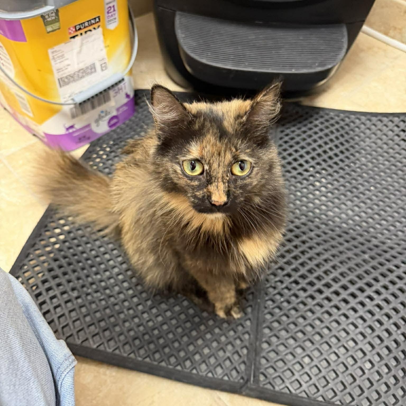 Dolly, an adopted Domestic Short Hair in Rochester, NY image 4/4