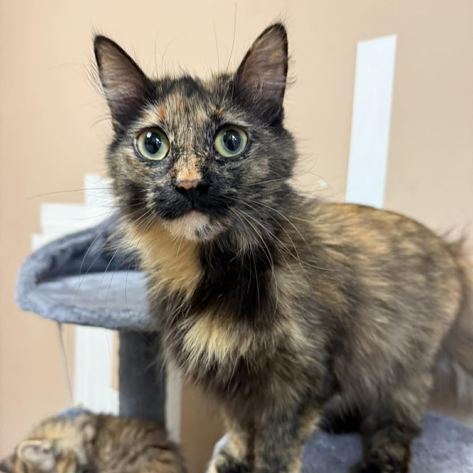 Dolly, an adopted Domestic Short Hair in Rochester, NY image 2/4