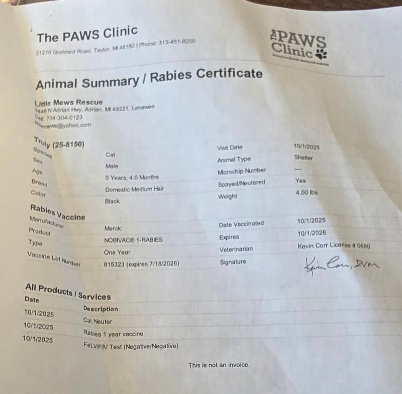 Truly, Adoptable, Young Male Domestic Medium Hair.