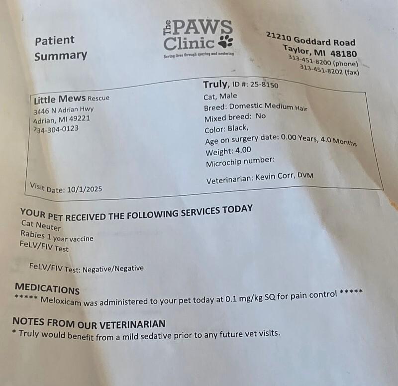 Enlarge Truly, a Adoptable Domestic Medium Hair in Adrian, MI image 2/3