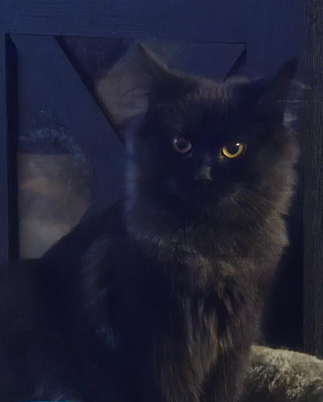 Enlarge Truly, a Adoptable Domestic Medium Hair in Adrian, MI image 3/3