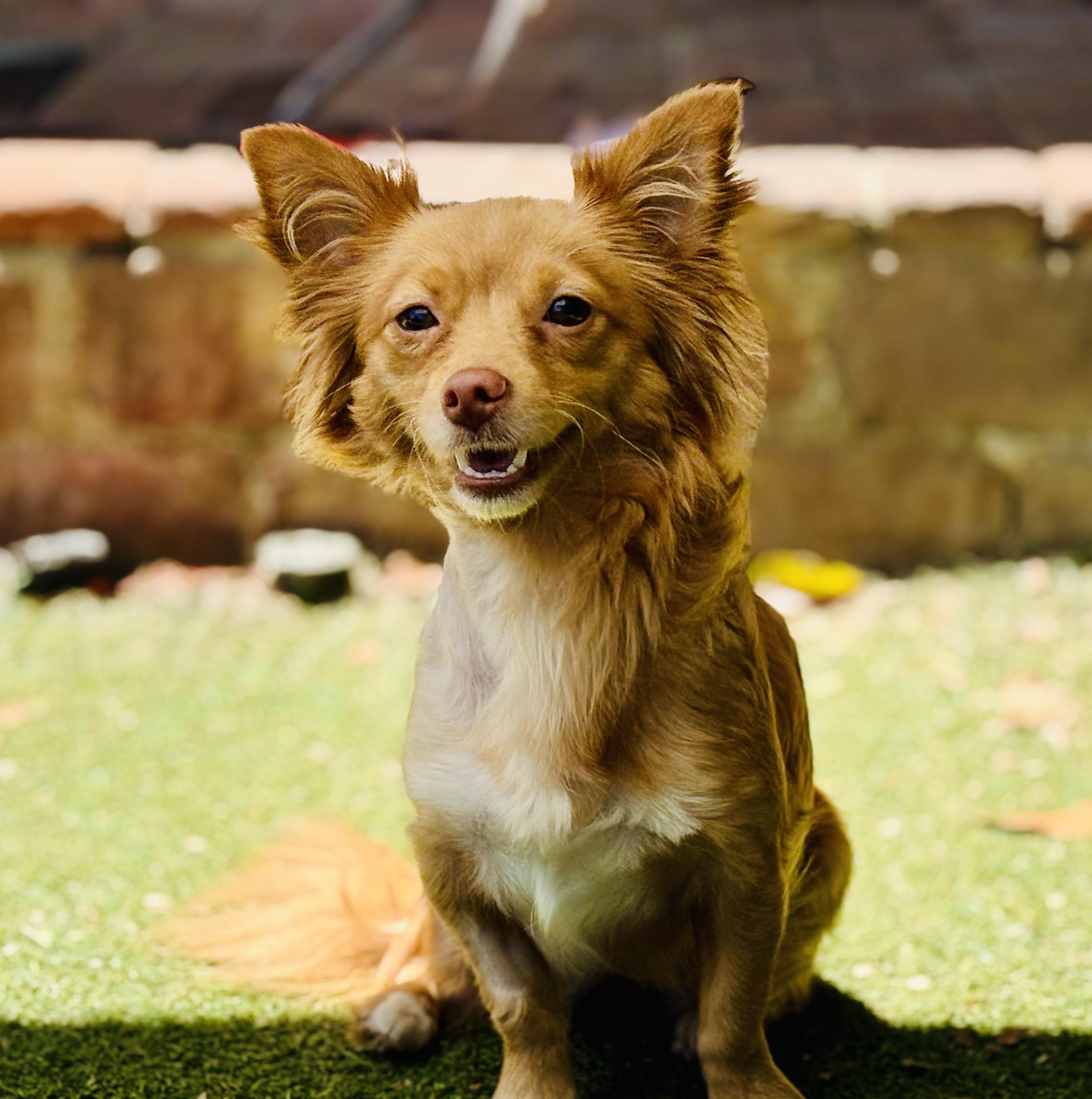 Aveena, Adopted, Young Female Pomeranian & Chihuahua.