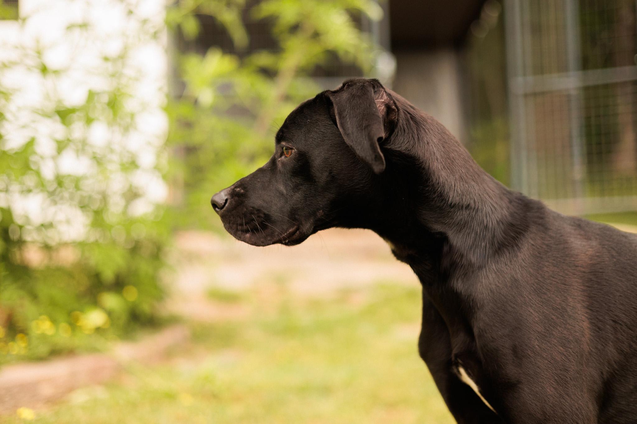 Enlarge Faith- Transport, a Adoptable mixed breed in Washington, PA image 3/6