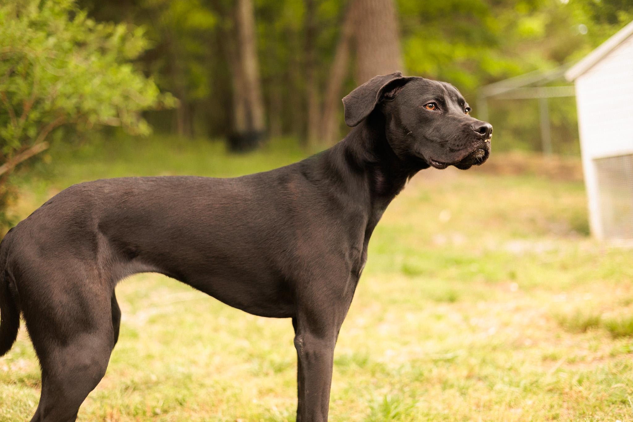 Enlarge Faith- Transport, a Adoptable mixed breed in Washington, PA image 4/6
