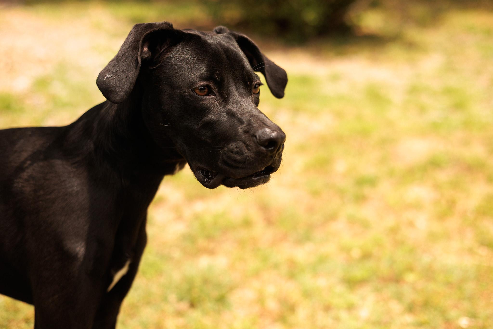 Enlarge Faith- Transport, a Adoptable mixed breed in Washington, PA image 5/6