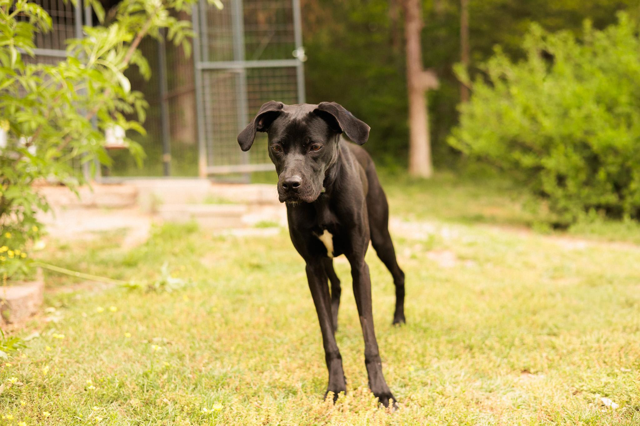 Enlarge Faith- Transport, a Adoptable mixed breed in Washington, PA image 2/6