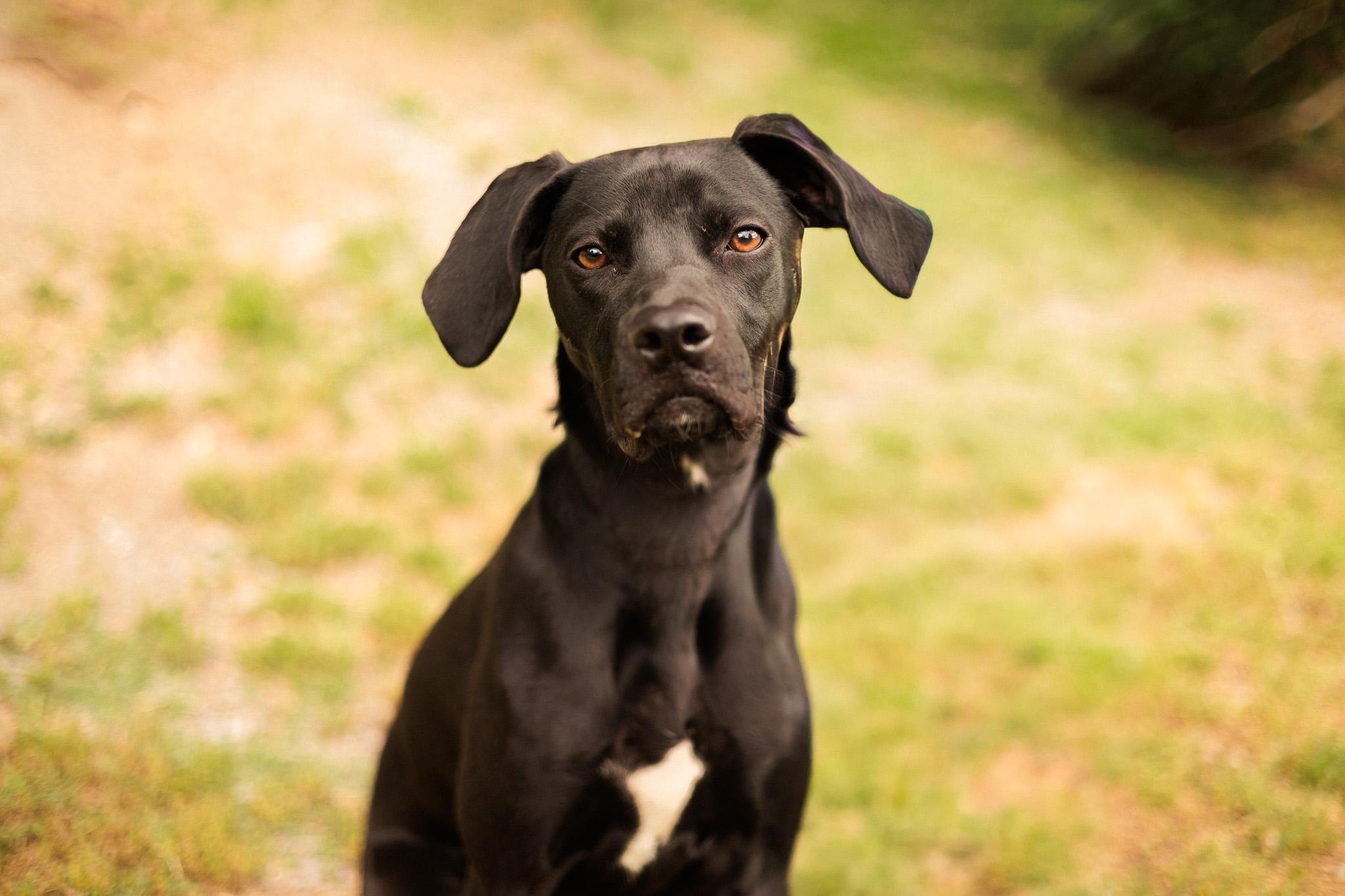 Enlarge Faith- Transport, a Adoptable mixed breed in Washington, PA image 1/6