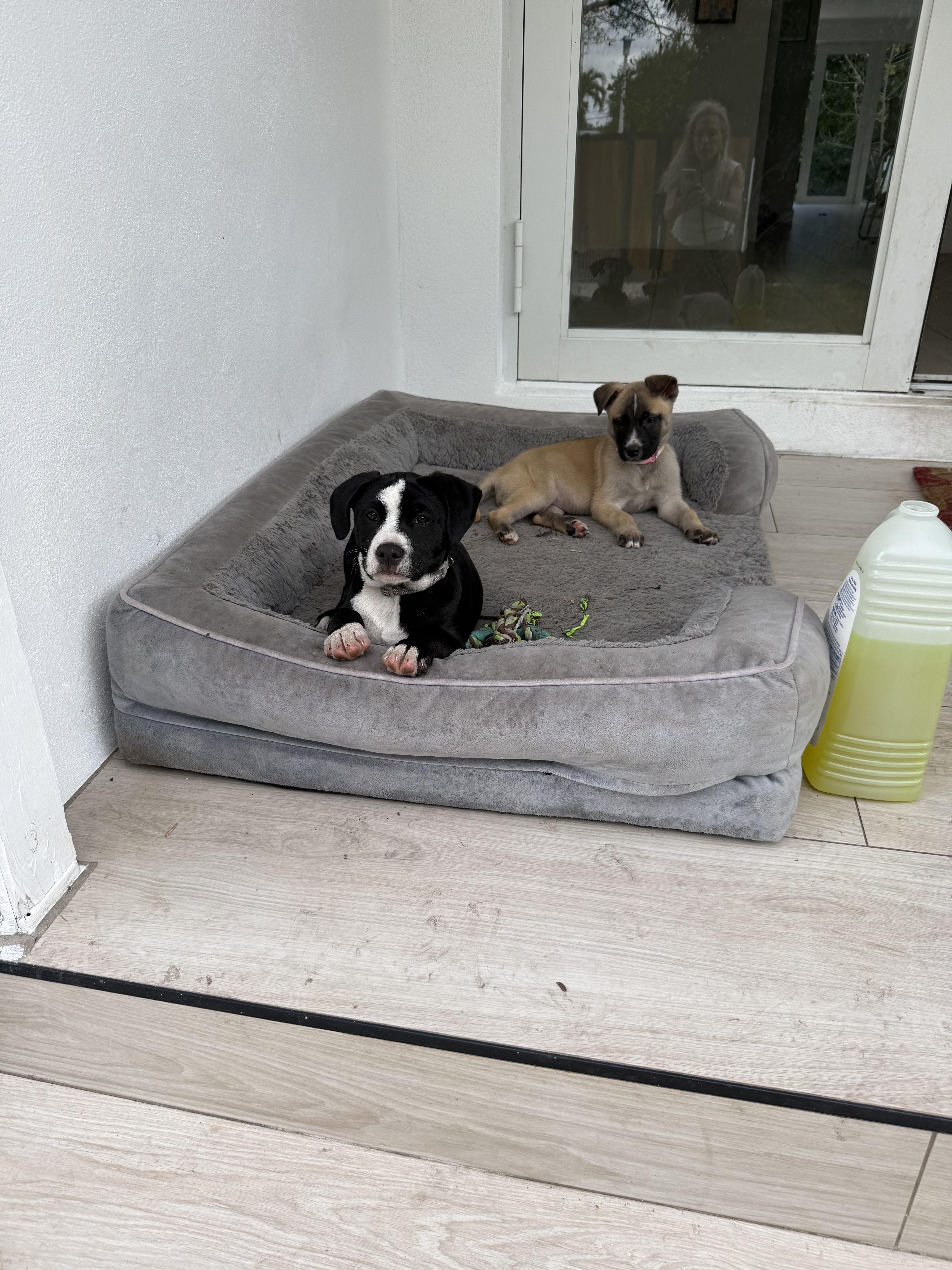 Enlarge Sam, an adopted mixed breed in Miami, FL image 1/1