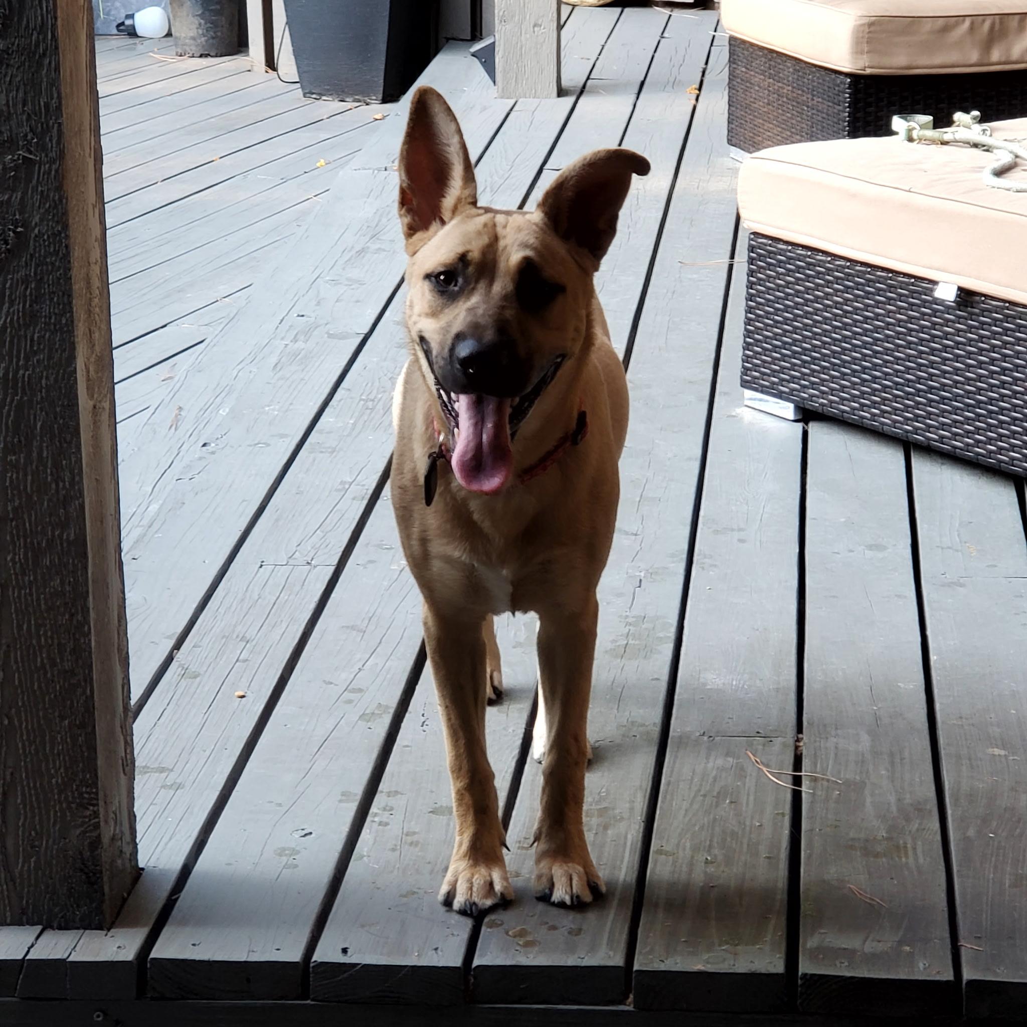 Enlarge Franke, a Adoptable mixed breed in Dallas, TX image 1/4