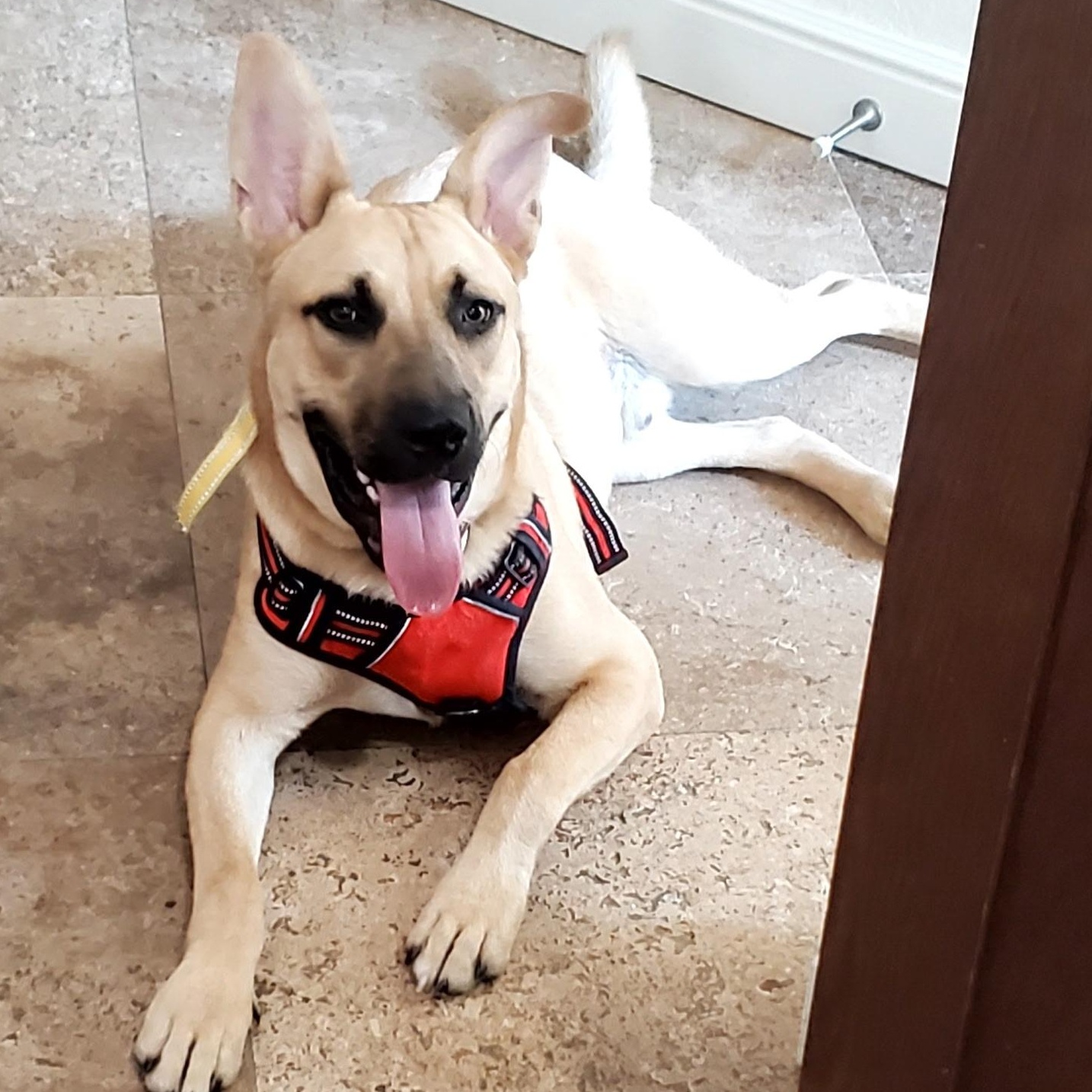 Enlarge Franke, a Adoptable mixed breed in Dallas, TX image 2/4