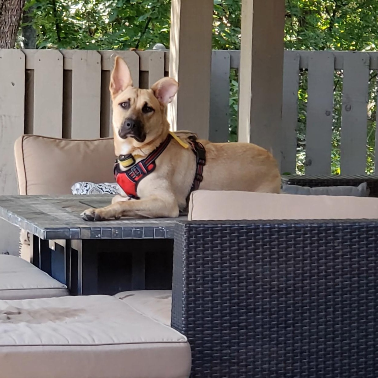 Enlarge Franke, a Adoptable mixed breed in Dallas, TX image 3/4