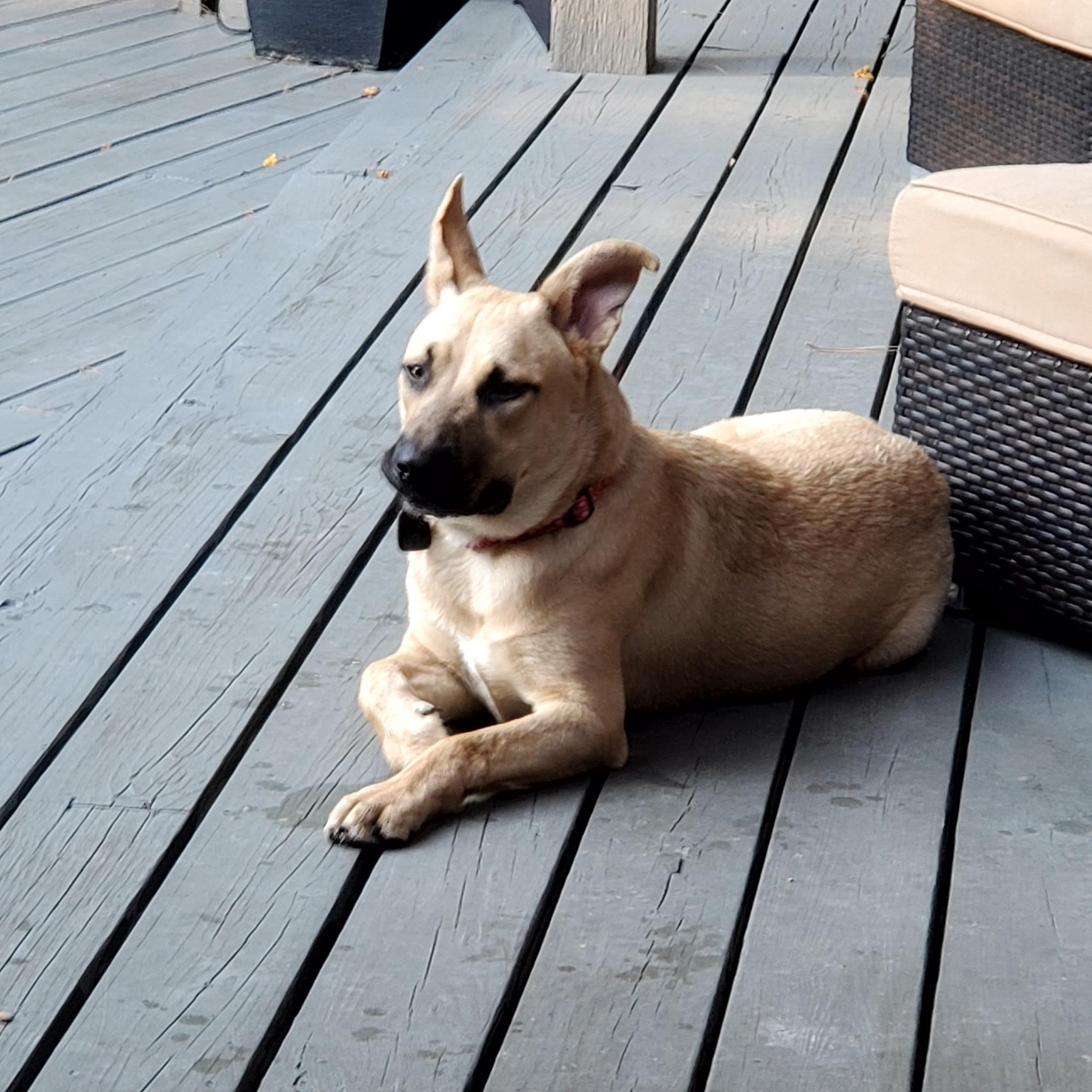 Enlarge Franke, a Adoptable mixed breed in Dallas, TX image 4/4