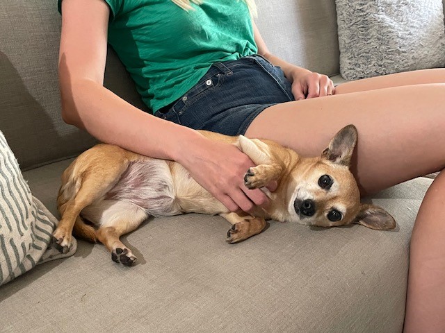 Enlarge Poppy, a Adopted mixed breed in Prescott Valley, AZ image 2/4