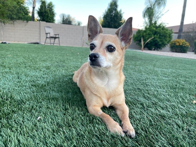 Poppy, Adopted, Senior Female Corgi & Chihuahua.