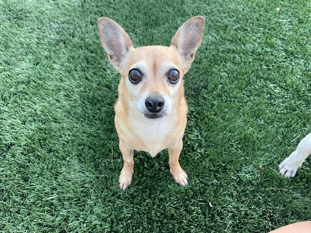 Enlarge Poppy, a Adopted mixed breed in Prescott Valley, AZ image 3/4