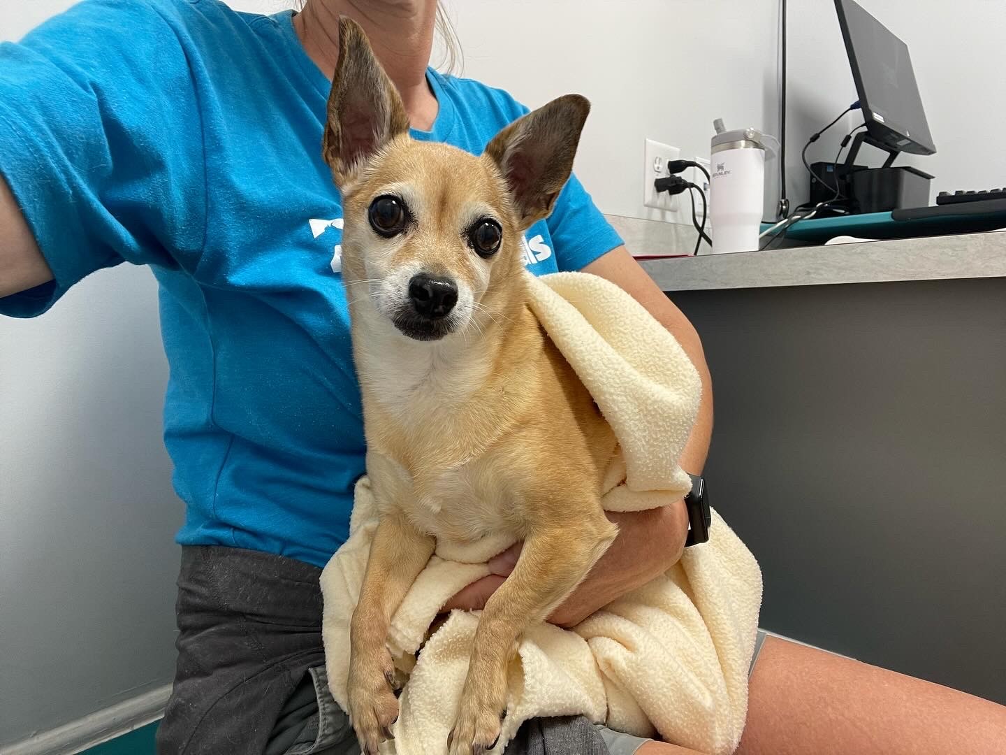 Enlarge Poppy, a Adopted mixed breed in Prescott Valley, AZ image 4/4