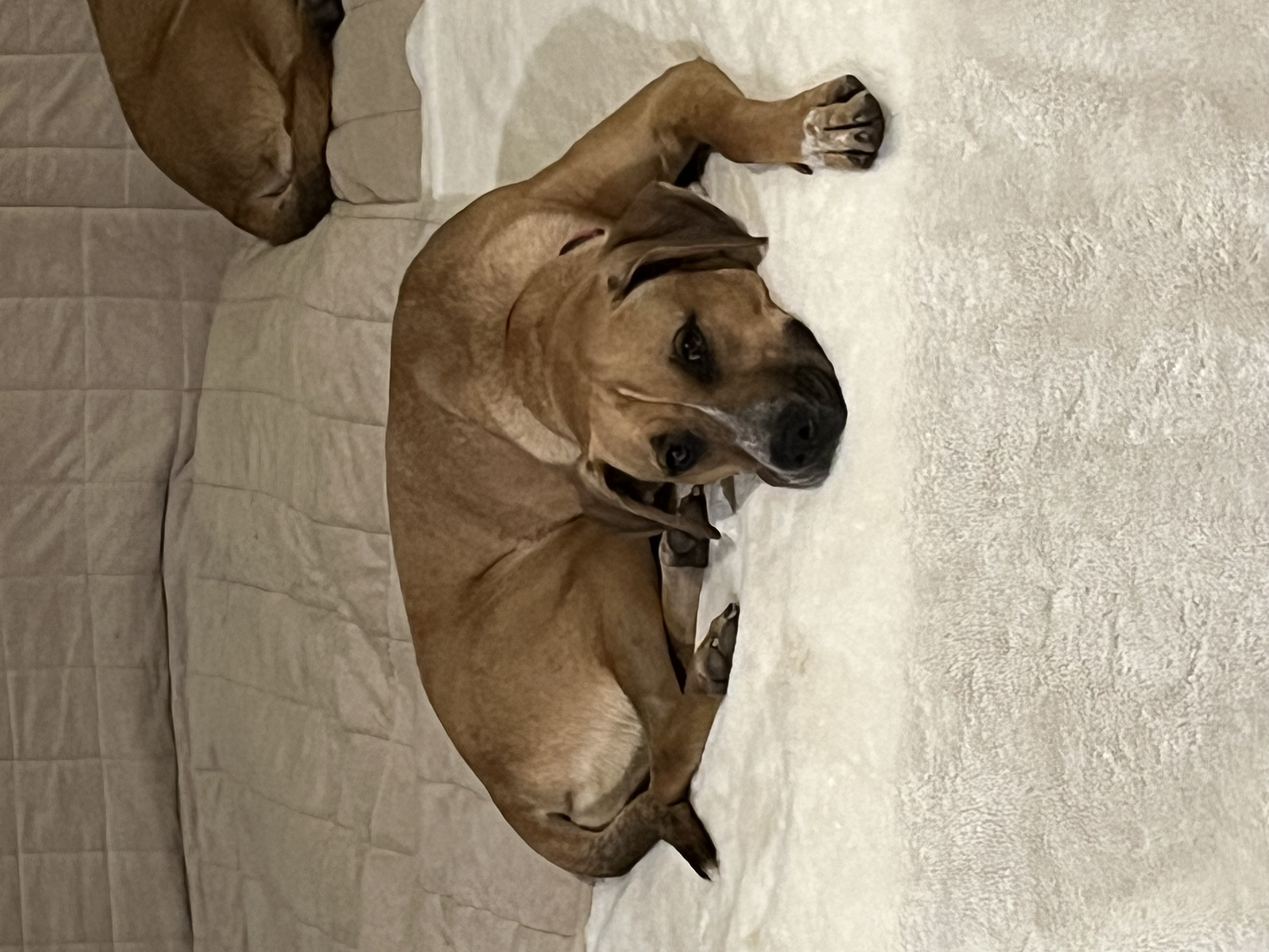 Enlarge Lily, a Adoptable mixed breed in Claremont, CA image 4/6