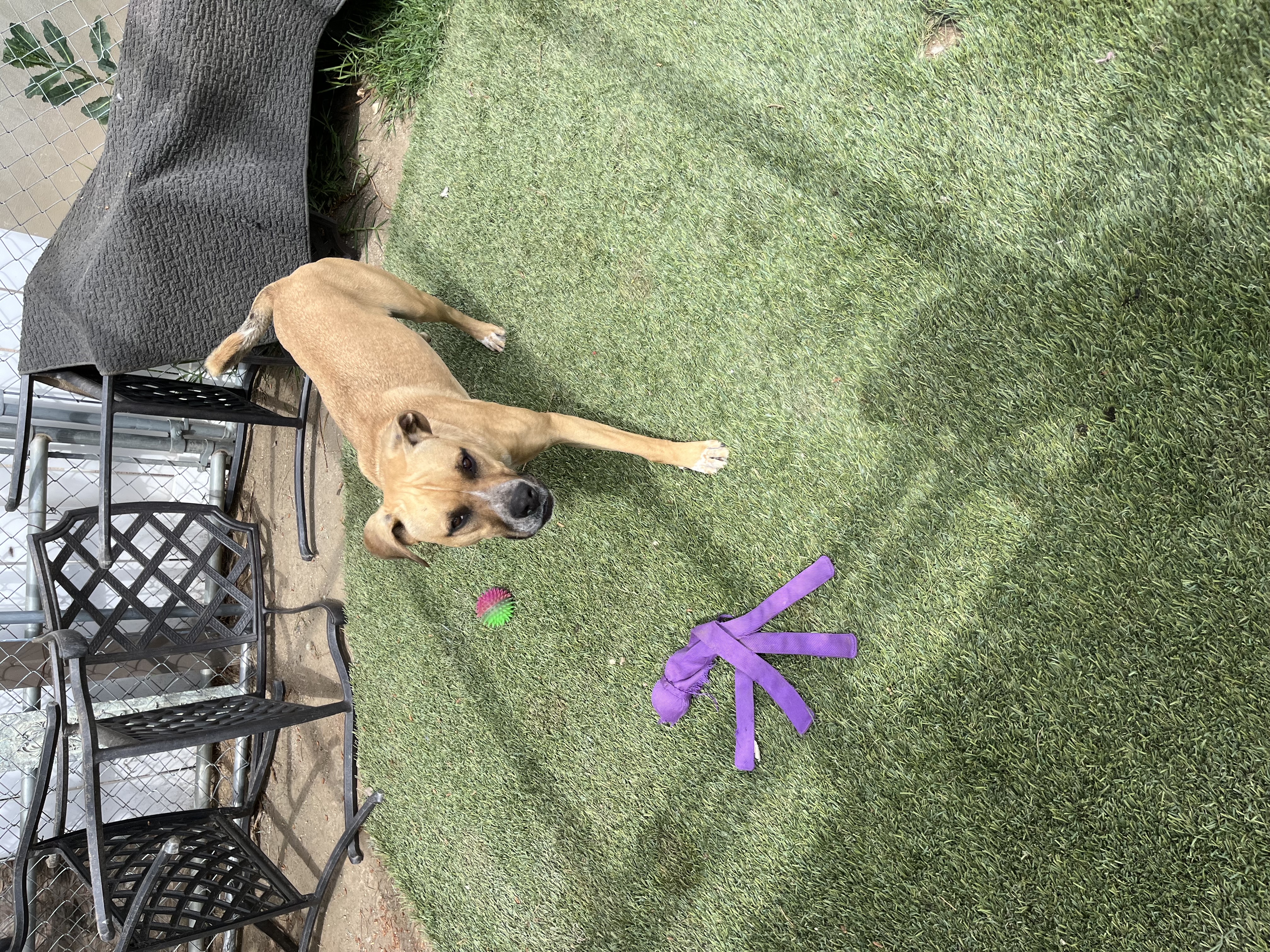 Enlarge Lily, a Adoptable mixed breed in Claremont, CA image 5/6