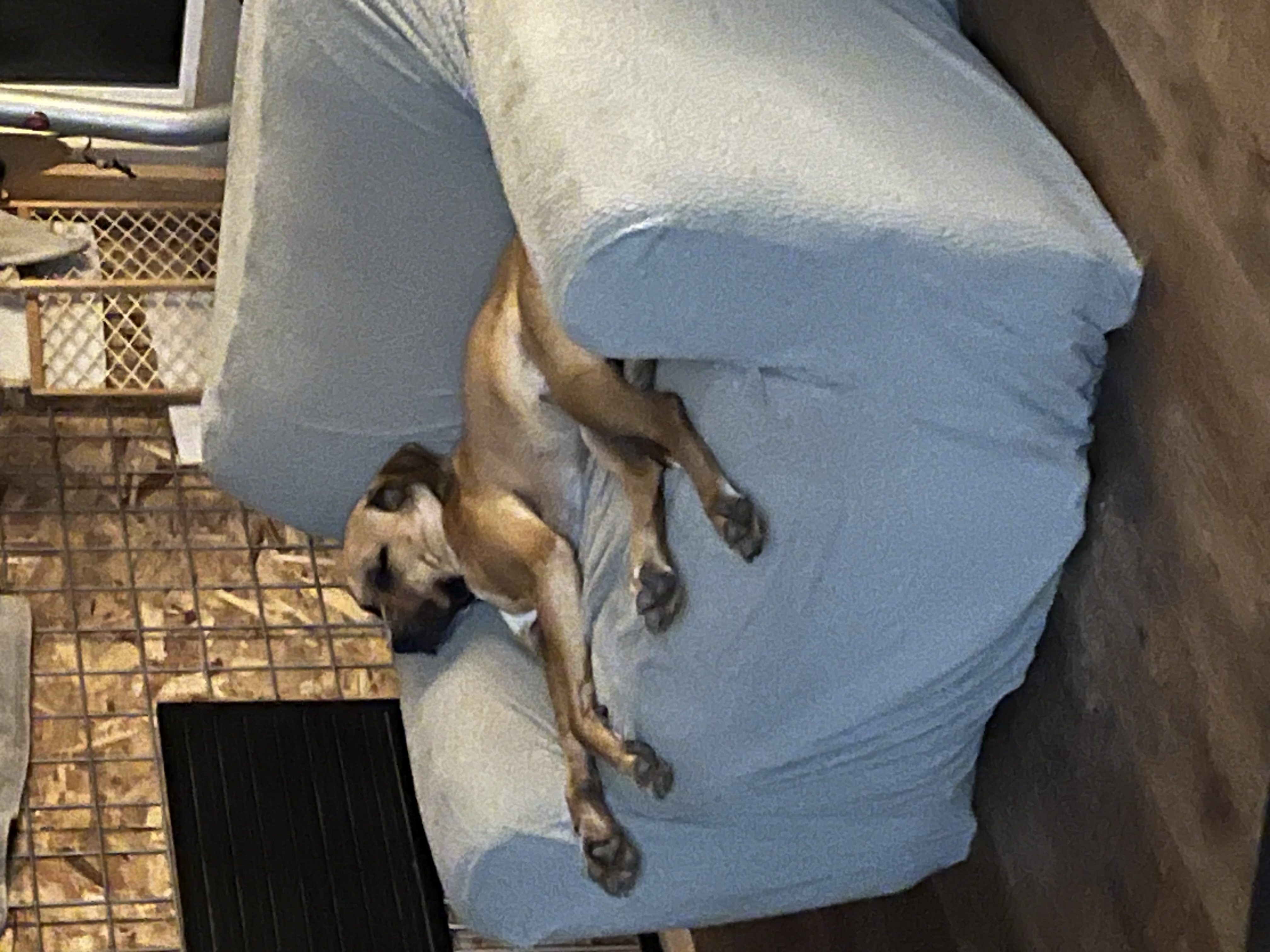 Enlarge Lily, a Adoptable mixed breed in Claremont, CA image 6/6