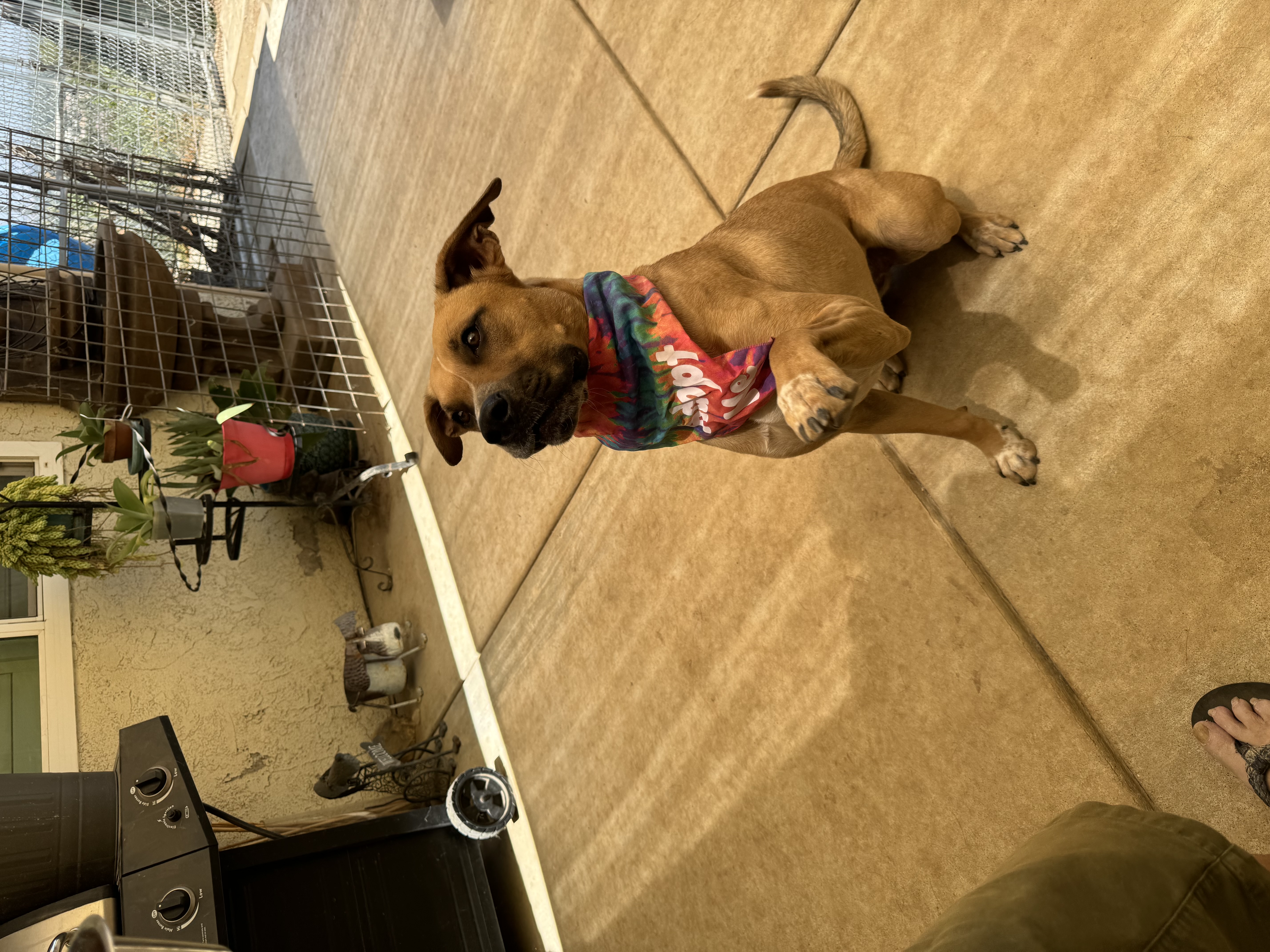 Lily, Adoptable, Young Female Shepherd & American Staffordshire Terrier.