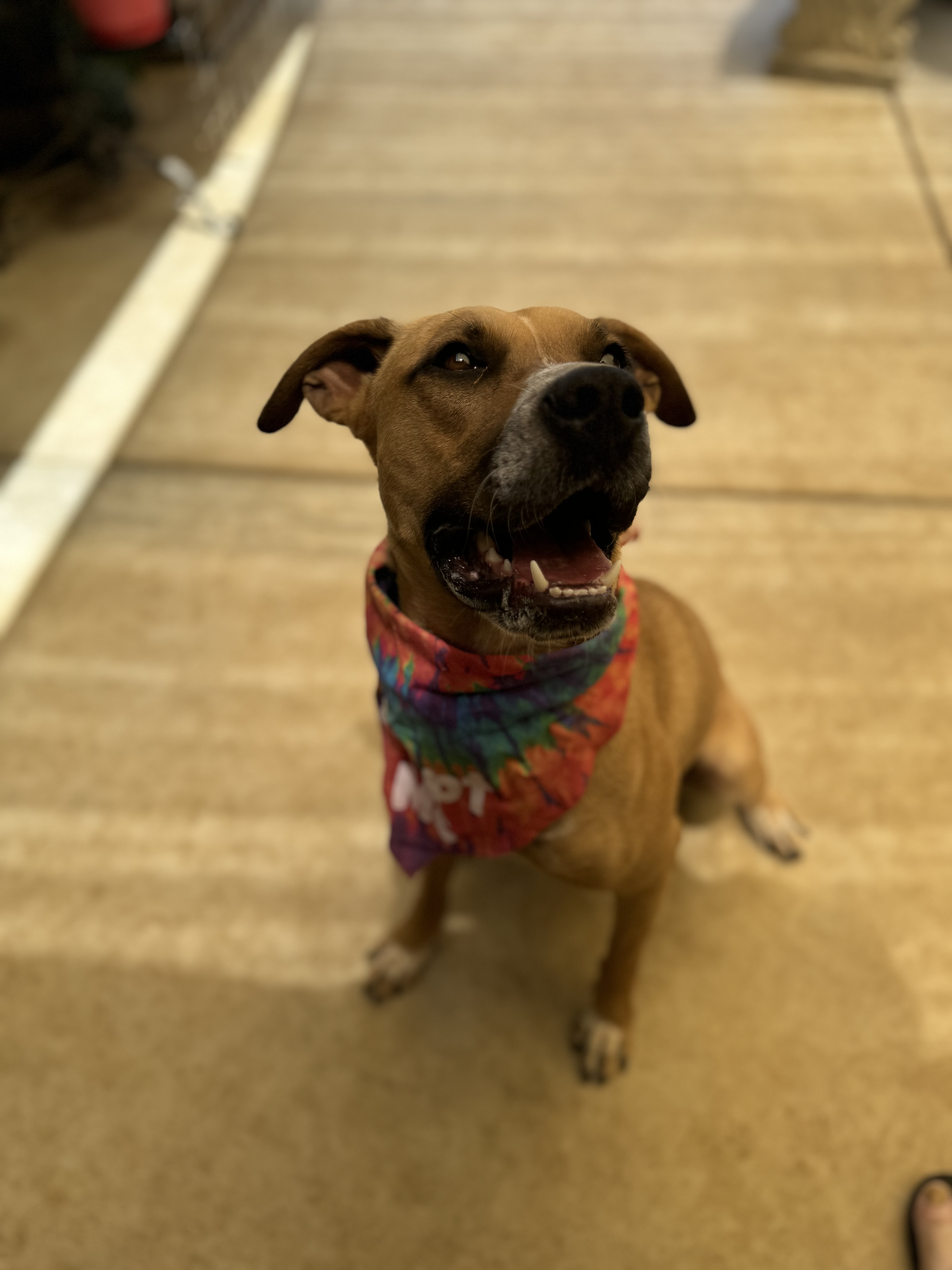 Enlarge Lily, a Adoptable mixed breed in Claremont, CA image 2/6