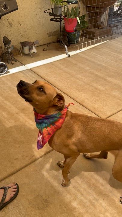 Enlarge Lily, a Adoptable mixed breed in Claremont, CA video 3/6