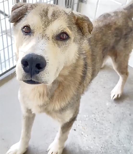 COCO, Adoptable, Adult Male Norwegian Elkhound & Siberian Husky.