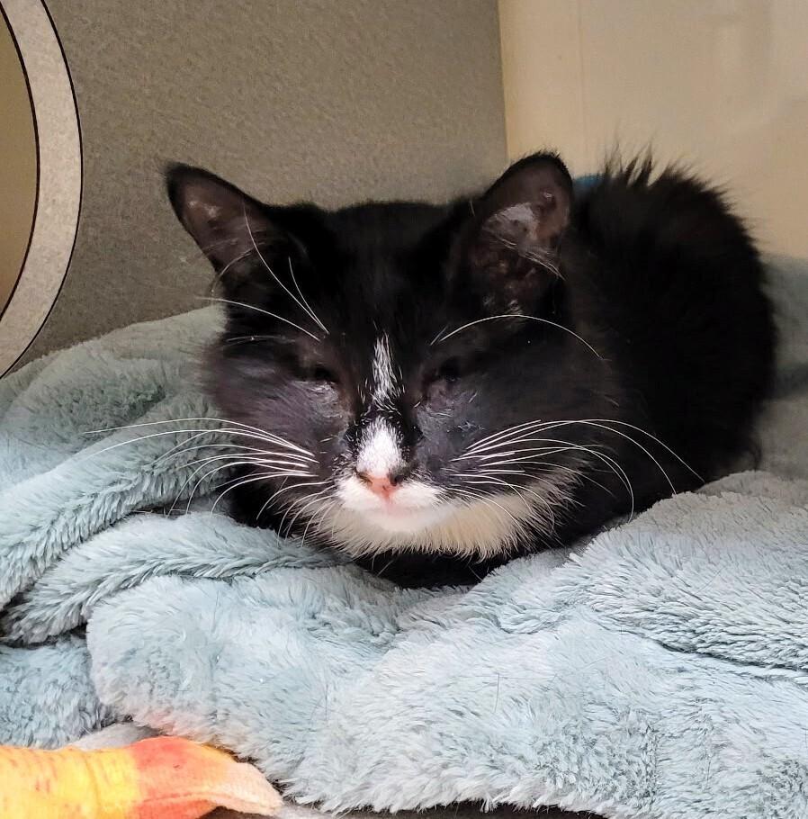 7749 Strudel, Adoptable, Kitten Female Domestic Short Hair.