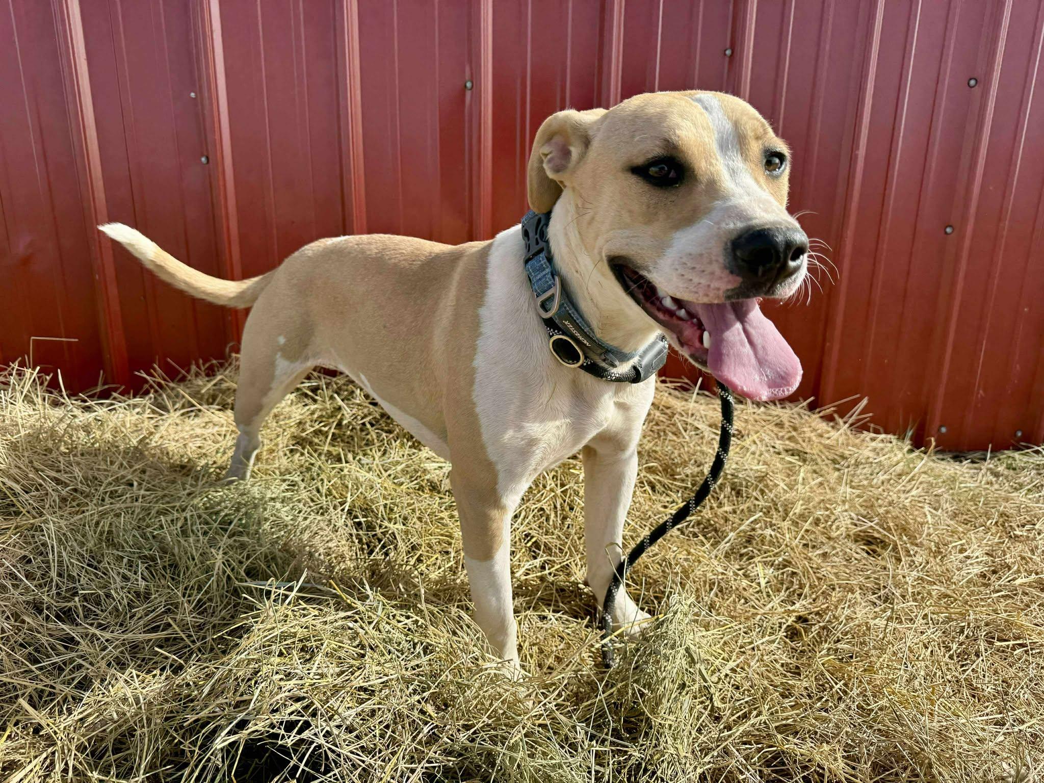 Enlarge Chloe, a Adoptable mixed breed in RYE, CO image 4/5