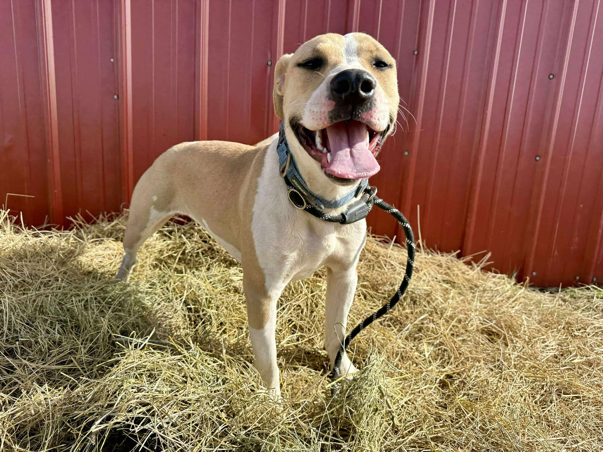 Enlarge Chloe, a Adoptable mixed breed in RYE, CO image 3/5