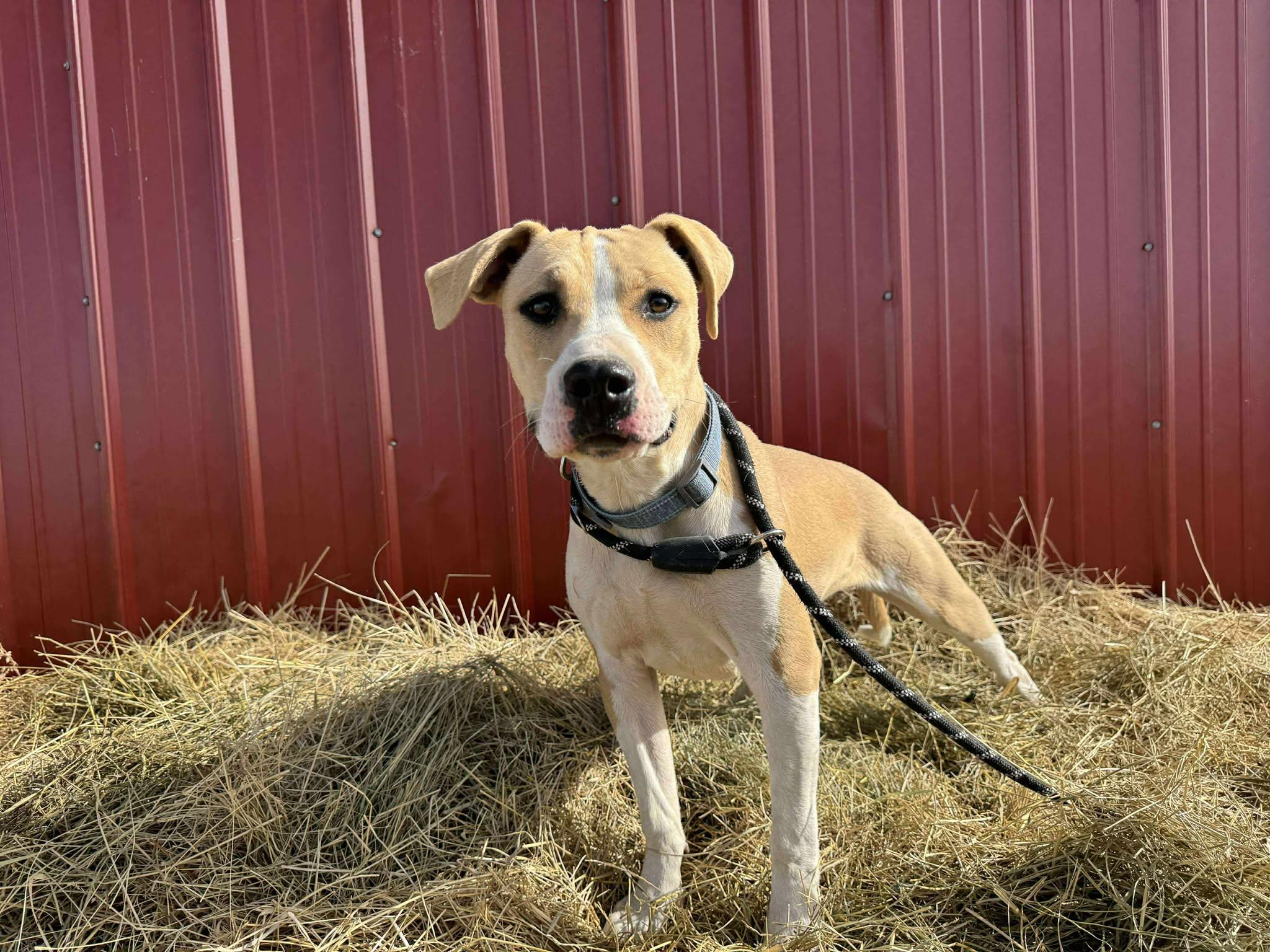 Enlarge Chloe, a Adoptable mixed breed in RYE, CO image 2/5