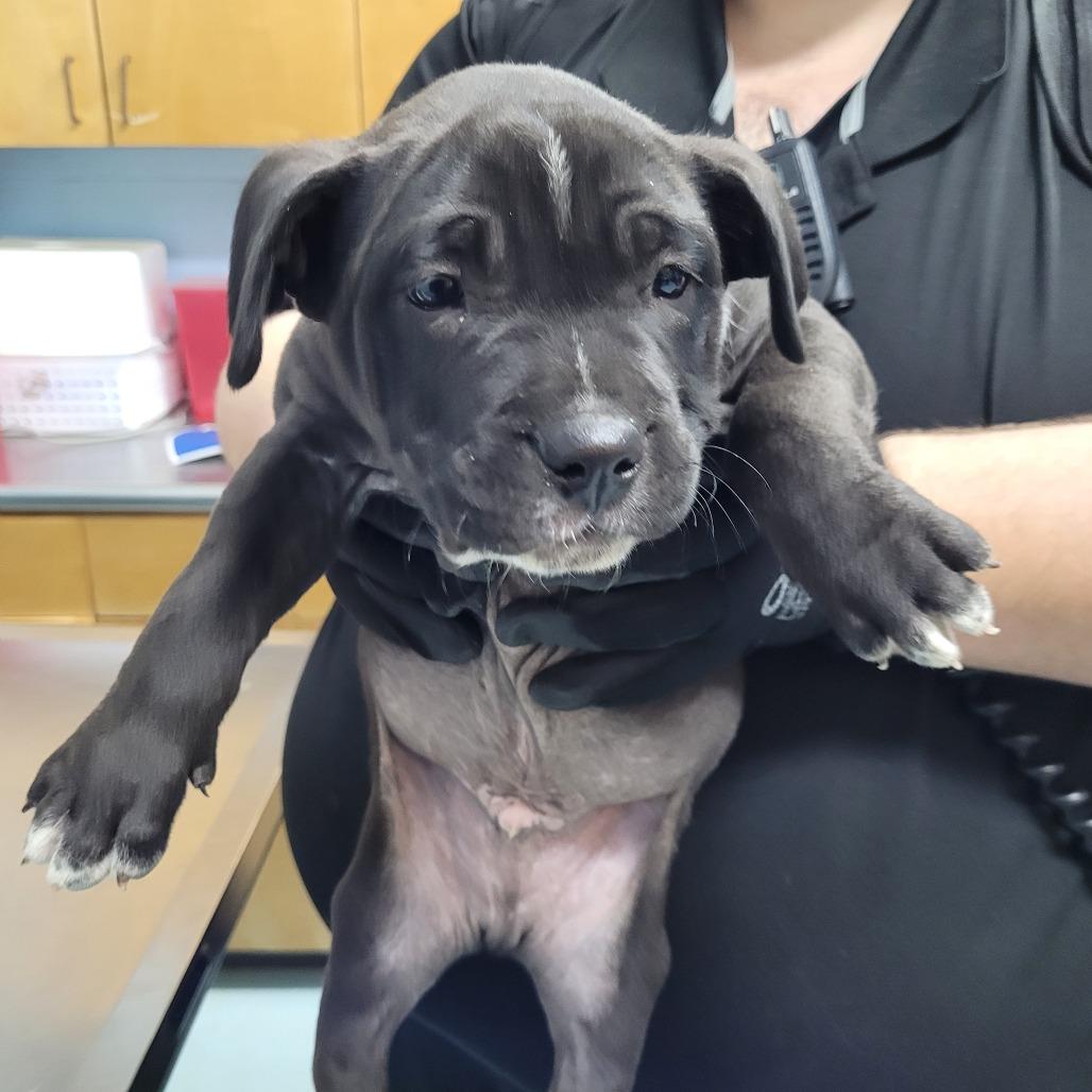 George, adopted, Puppy Male Mixed Breed.