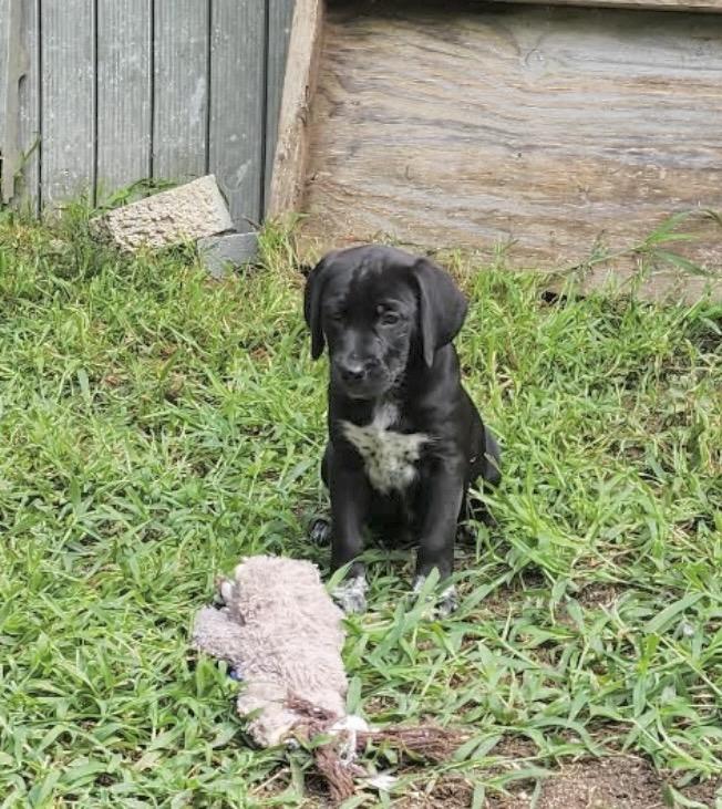 Poppy, an adopted mixed breed in Millington, MD image 5/6