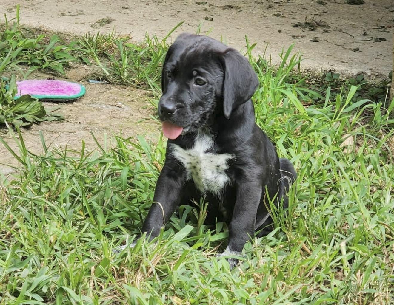Poppy, an adopted mixed breed in Millington, MD image 6/6