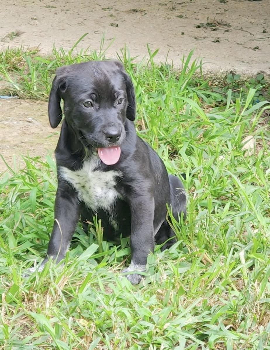 Poppy, an adopted mixed breed in Millington, MD image 2/6